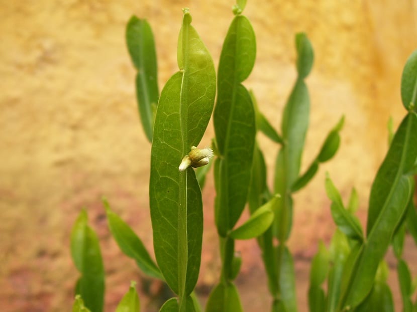 Tallos alados de Baccharis trimera, la carqueja sudamericana