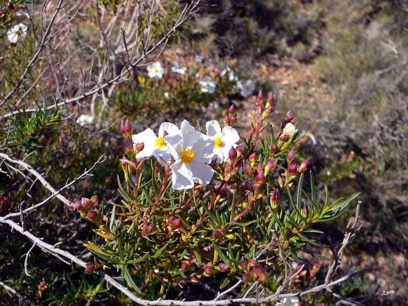 Mata de Cistus clusii o romero macho en terreno seco