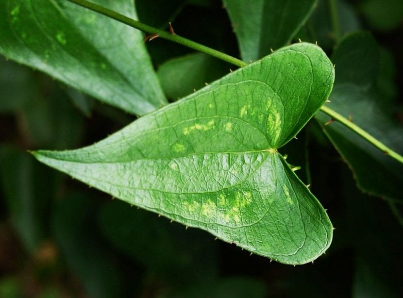 Zarzaparilla (Smilax aspera) trepando sobre matorral mediterráneo
