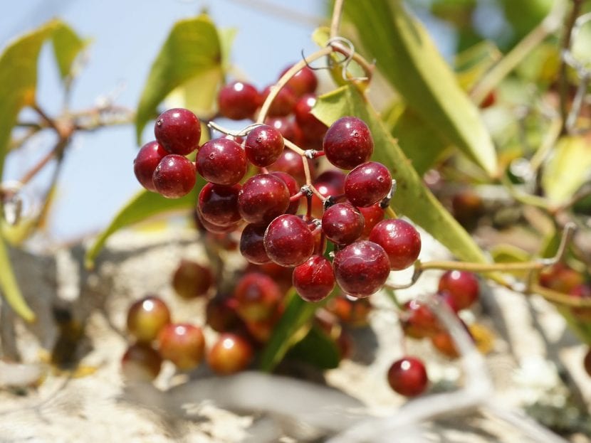 Frutos rojos de Smilax aspera en racimo