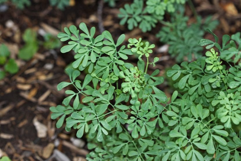Hojas glaucas y divididas de la ruda (Ruta graveolens)