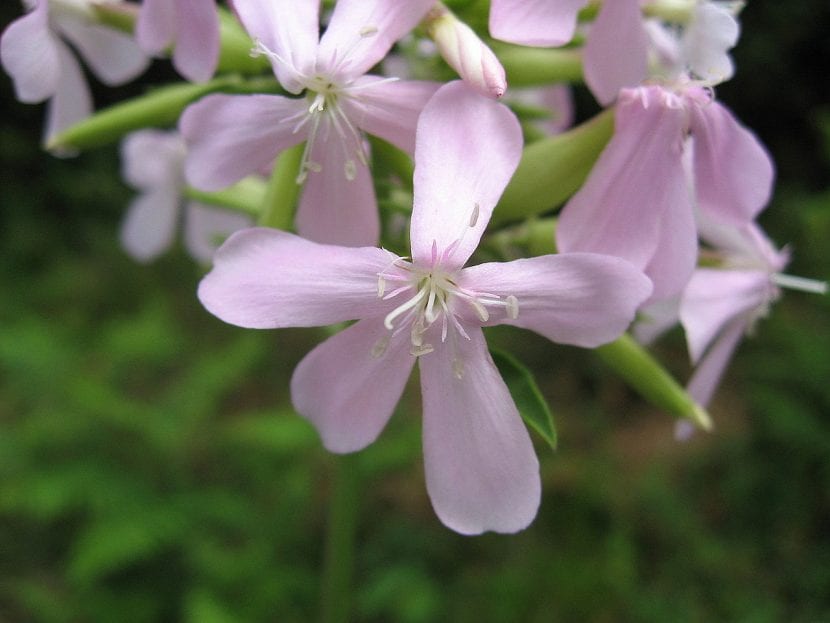 Saponaria officinalis en flor con sus ramilletes de flores rosa pálido