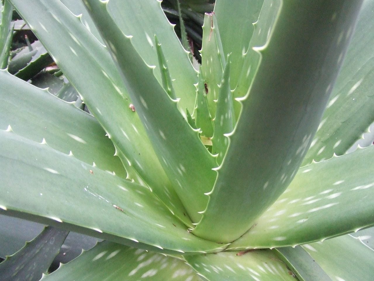 Curiosidades de las plantas medicinales: datos, mitos y riesgos