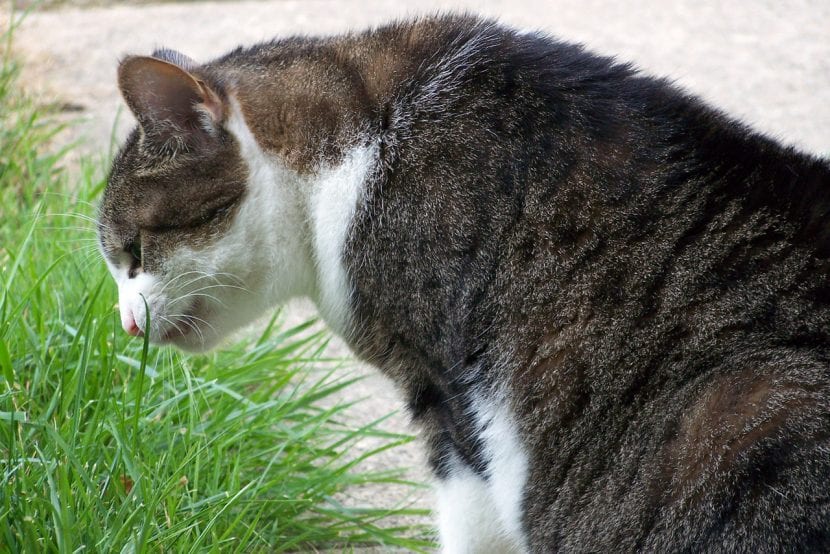 Gato comiendo hierba en el jardín