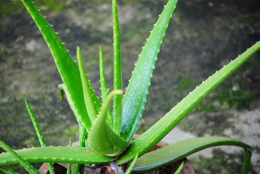 Planta de aloe vera adulta