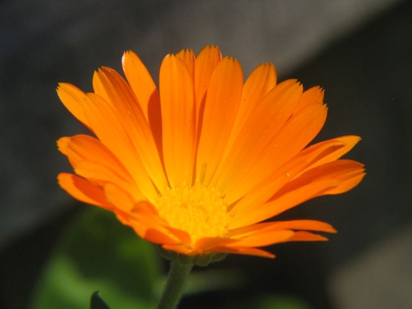 Flor de caléndula officinalis abierta