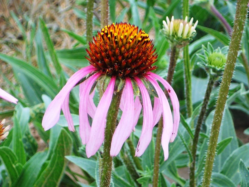 Cultivo de Echinacea angustifolia en el jardín