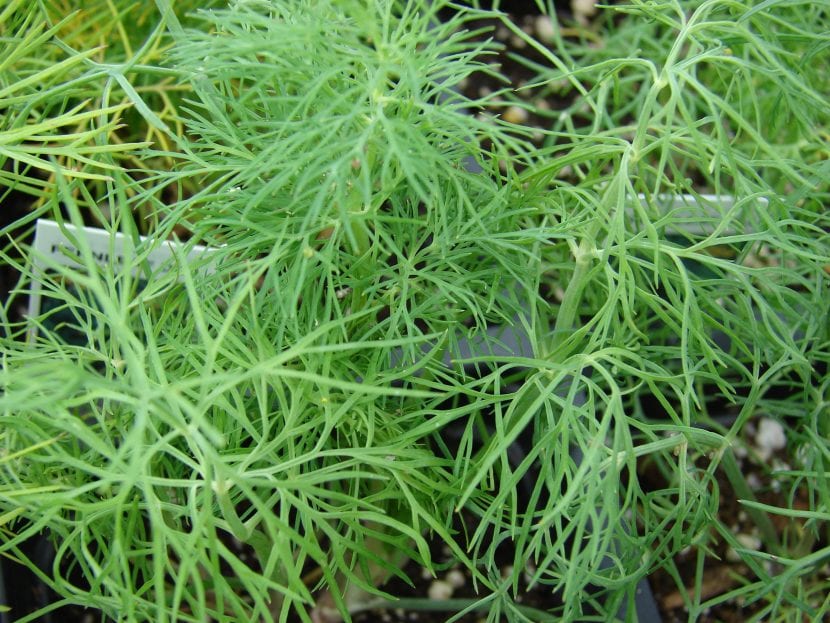 Planta de eneldo (Anethum graveolens) con sus hojas filiformes