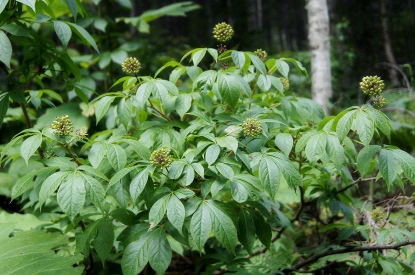 Arbusto de ginseng siberiano, Eleutherococcus senticosus