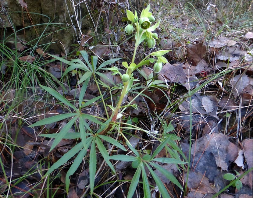 Mata de Helleborus foetidus creciendo silvestre en el sotobosque
