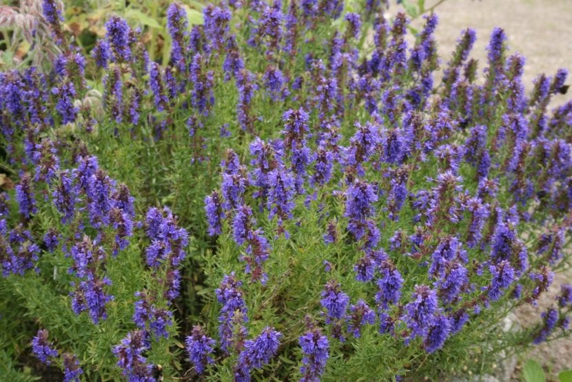 Mata de hisopo, Hyssopus officinalis, en flor