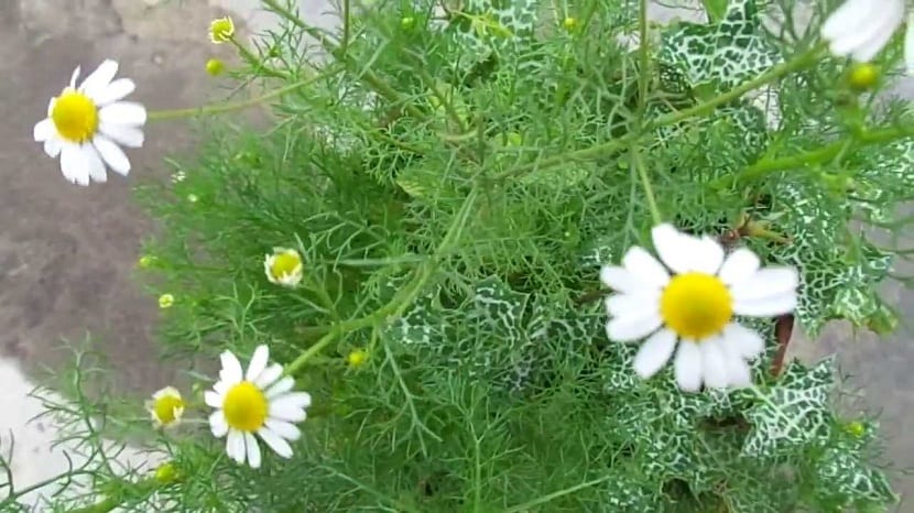 Mata de matricaria en cultivo