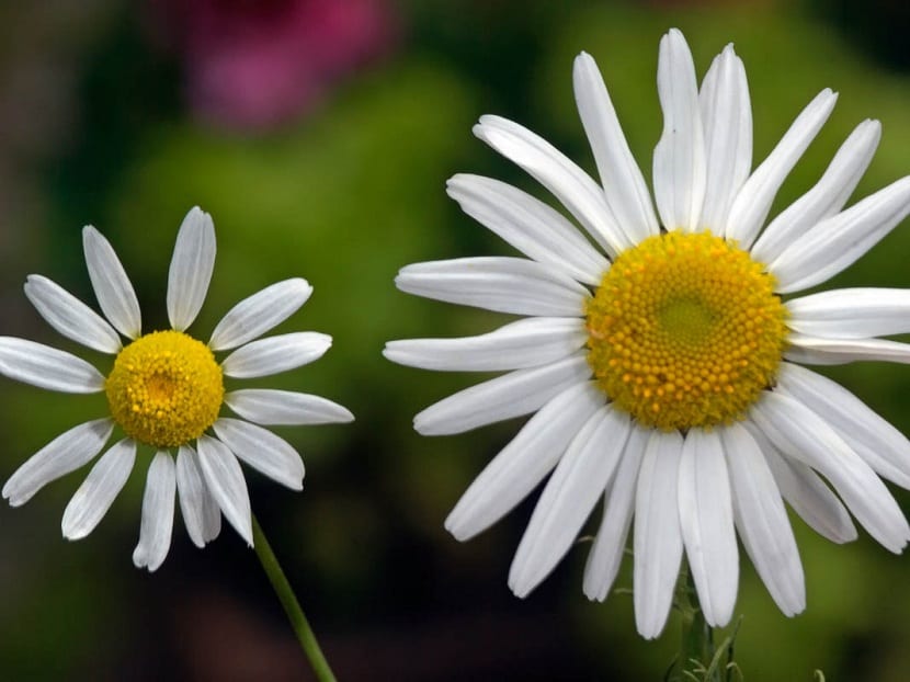 Flores blancas de matricaria, Tanacetum parthenium