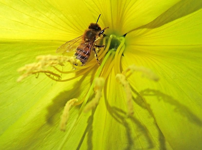 Planta de onagra con abeja sobre la flor