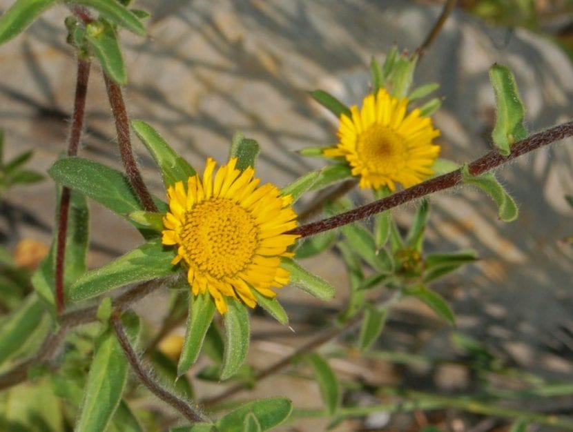 Mata de Pallenis spinosa creciendo en un baldío mediterráneo