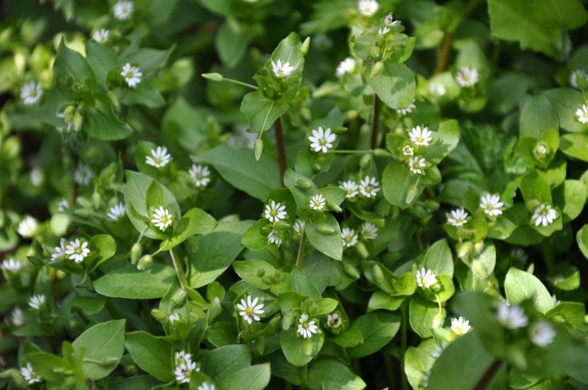 Mata de pamplina, Stellaria media, con sus pequeñas flores blancas
