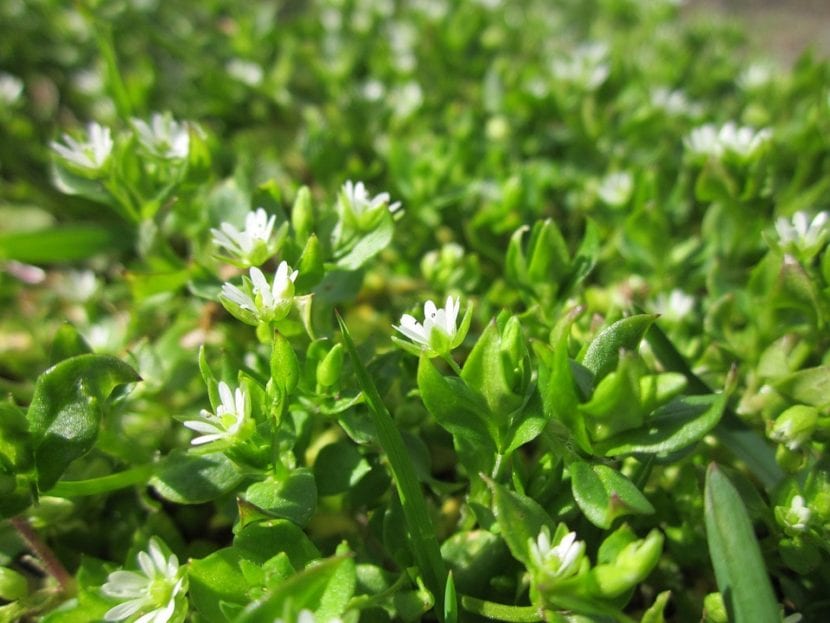 Detalle de la planta de Stellaria media con hojas opuestas y tallo tendido