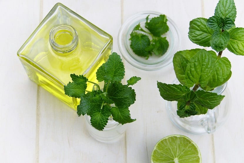 Manojo de plantas medicinales secas