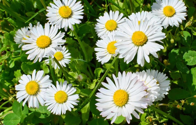 Plantas para el hogar y la oficina: qué aguanta y qué no