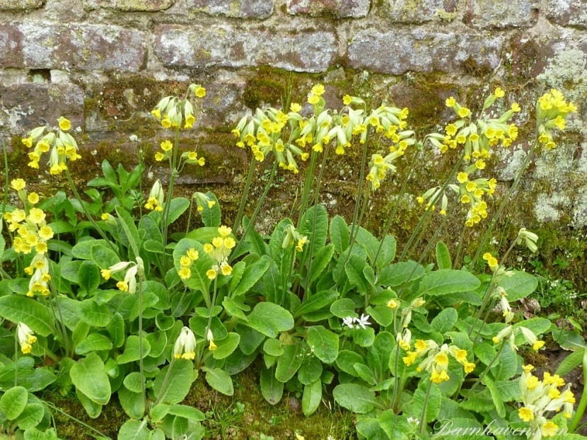 Umbela de flores amarillas de Primula veris