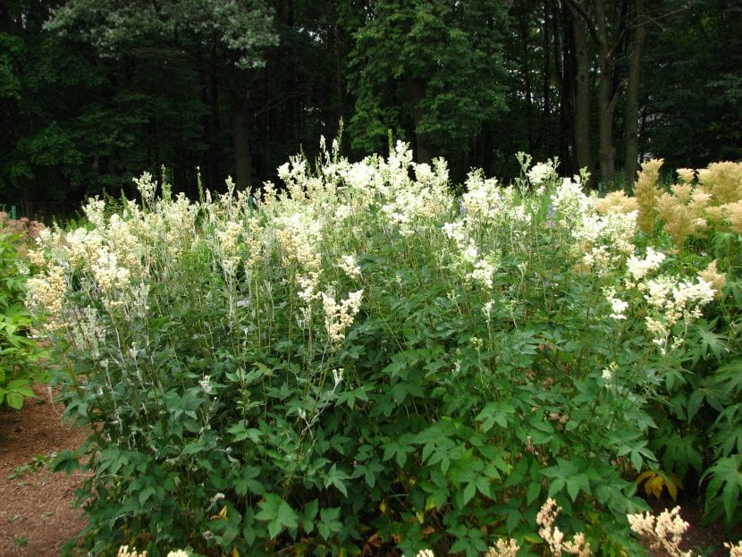 Variedad de flor doble de Filipendula ulmaria