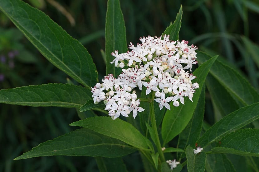 Corimbo de flores blancas del yezgo con anteras púrpuras