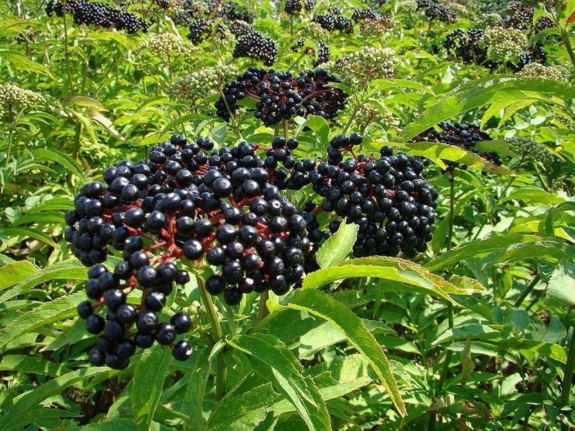 Frutos erguidos y negros del yezgo, Sambucus ebulus