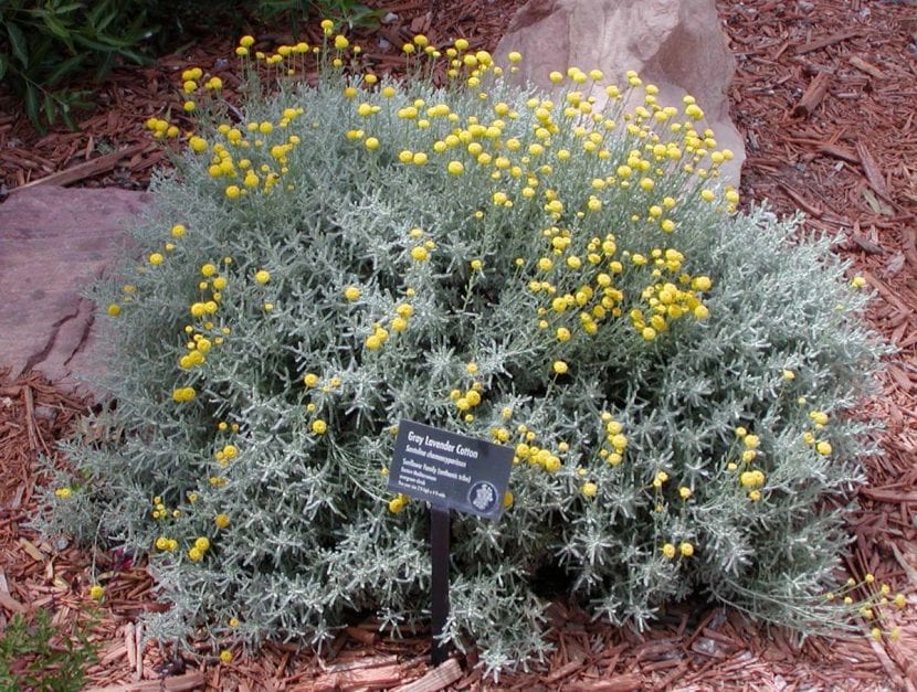 Mata de Santolina chamaecyparissus con follaje gris y capítulos amarillos