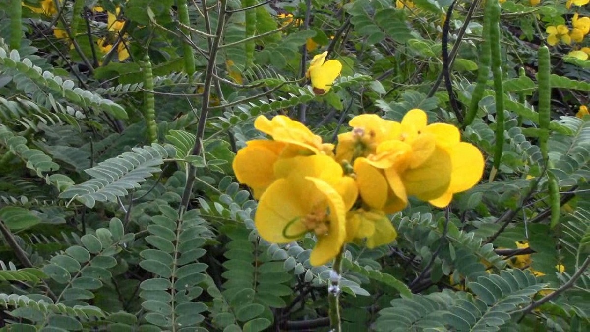 Sena (Senna alexandrina): senósidos, riesgos y cultivo