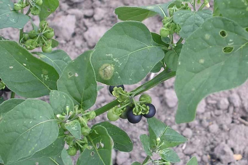 Hojas de Solanum nigrum, consumidas cocinadas en algunas tradiciones