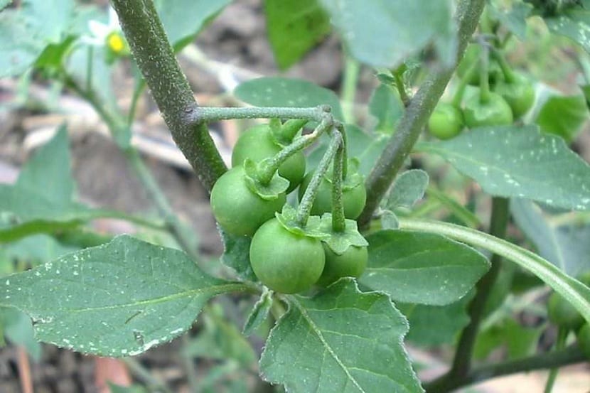 Planta de Solanum nigrum con flores blancas y frutos