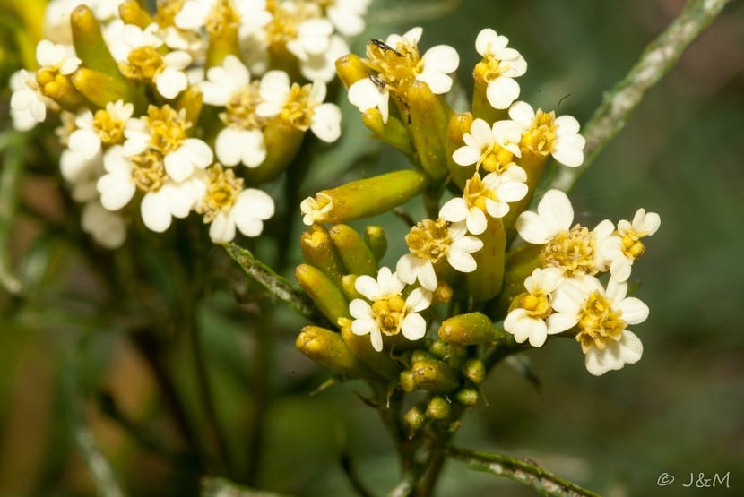 Detalle de los capítulos estrechos y pequeños de Tagetes minuta