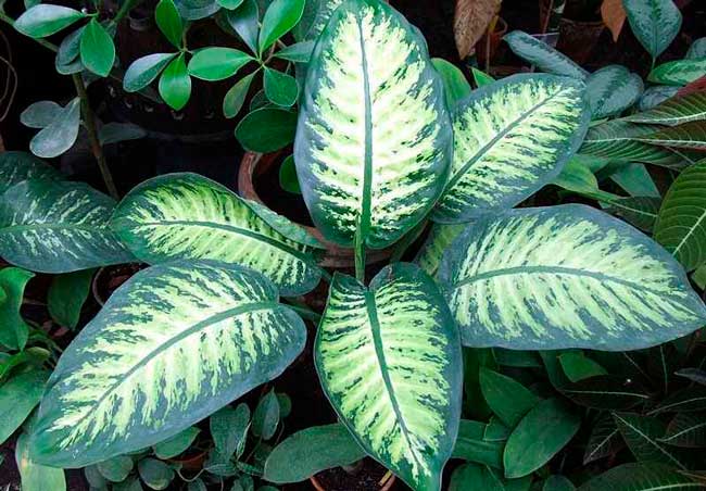 Dieffenbachia: por qué es tóxica y cómo cuidarla