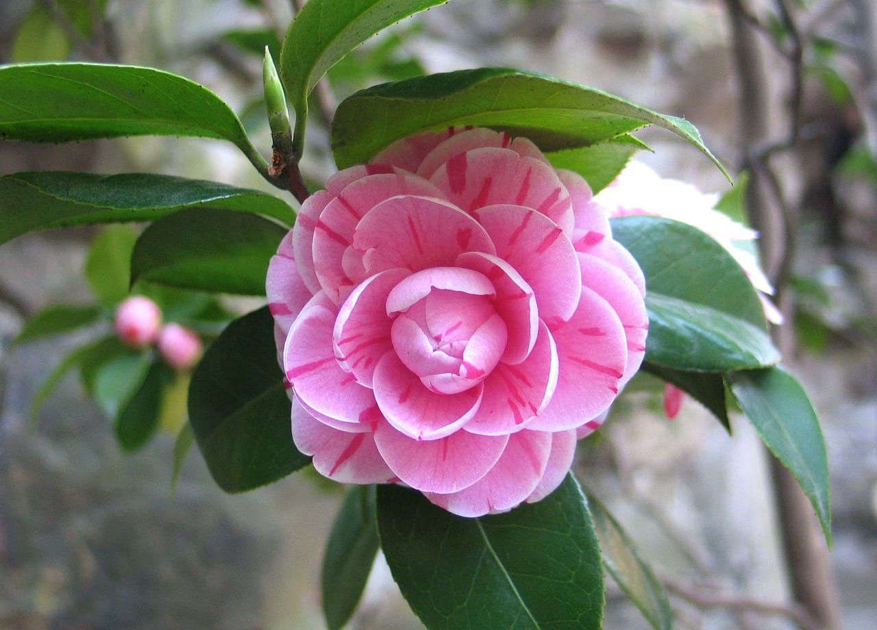 Plantas de sombra para el jardín: 5 opciones que funcionan
