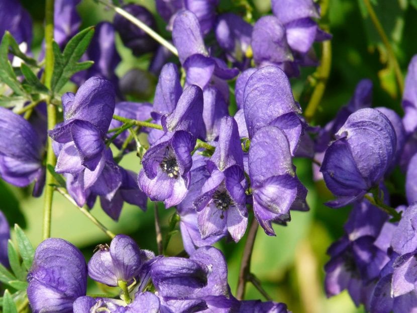 Espigas florales azul violáceo de Aconitum napellus