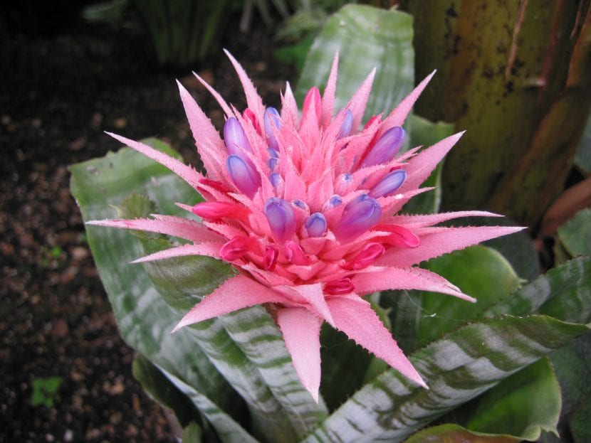 Aechmea fasciata con sus hojas bandeadas y la inflorescencia rosa