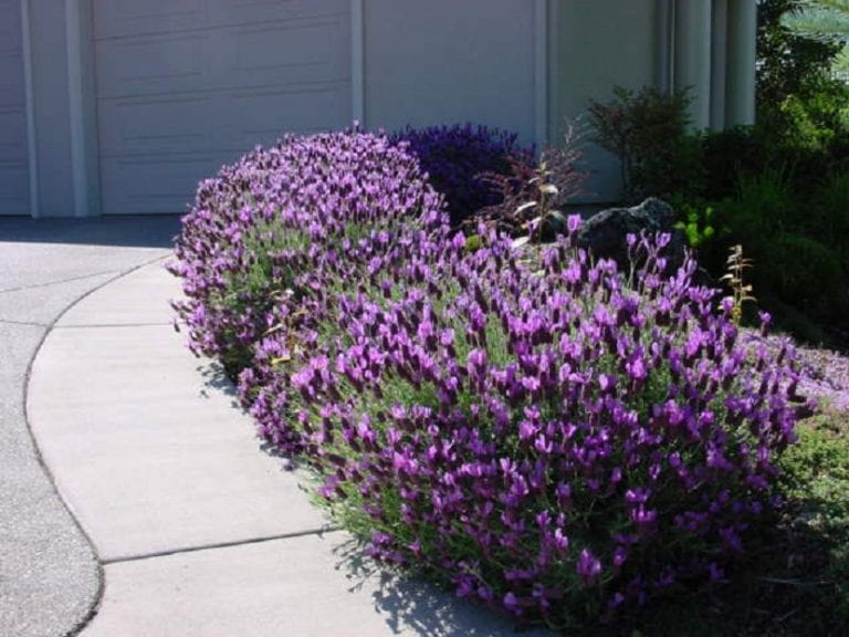 Mata de lavanda en flor en un jardín de exterior