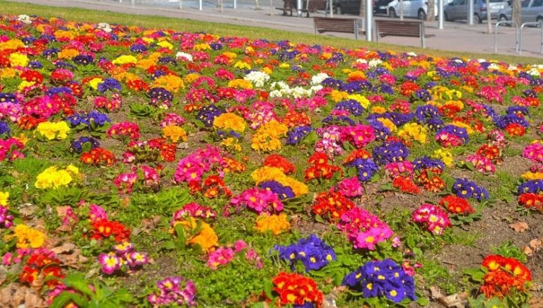 Jardín con plantas de exterior en floración