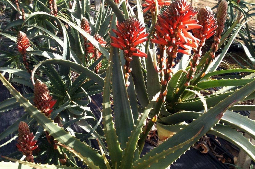 Ejemplar arbustivo de Aloe arborescens con rosetas de hojas curvadas