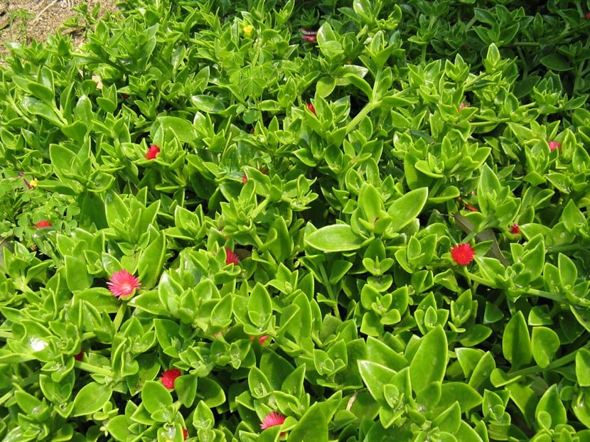 Aptenia cordifolia en flor cubriendo el suelo