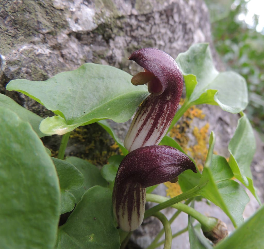 Detalle de la espata rayada de Arisarum simorrhinum
