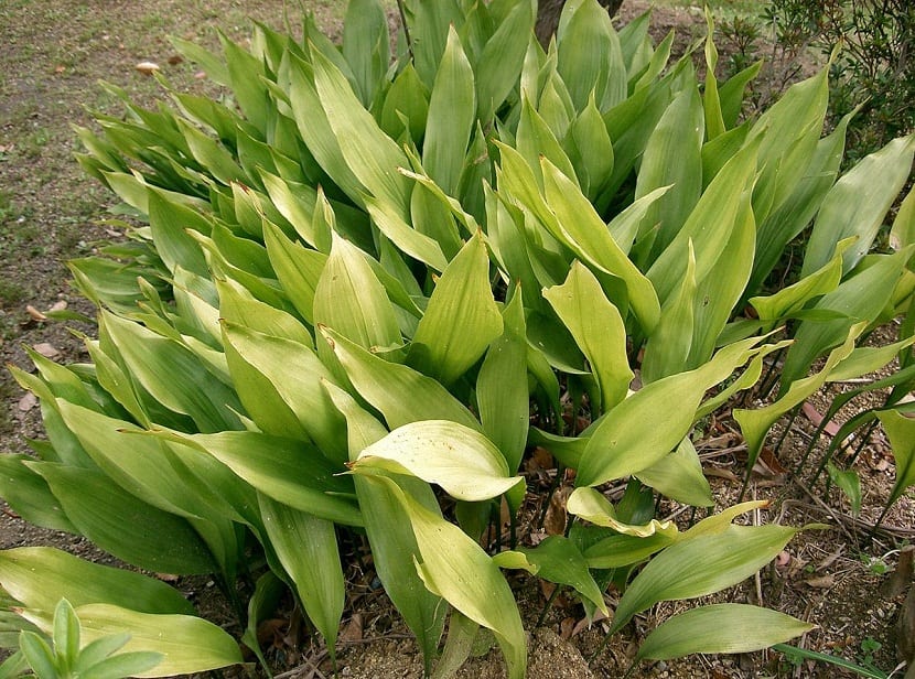 Aspidistra elatior con hojas grandes de color verde oscuro