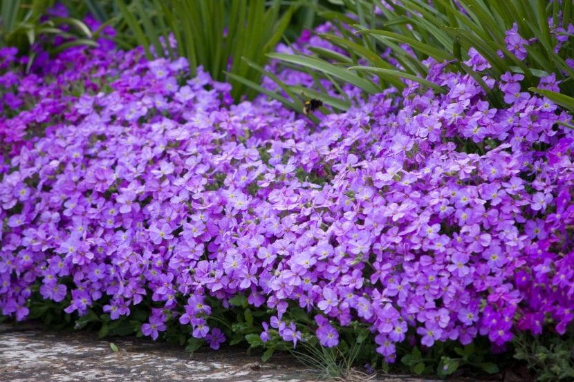 Detalle de las flores de cuatro pétalos de la aubrieta