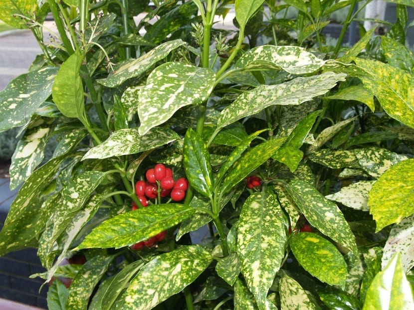 Arbusto de Aucuba japonica con follaje moteado de amarillo