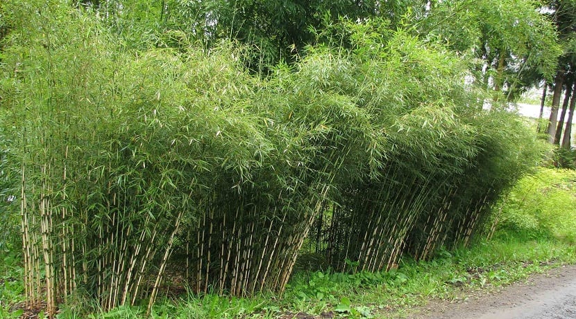 Cañas y follaje del bambú Fargesia murielae