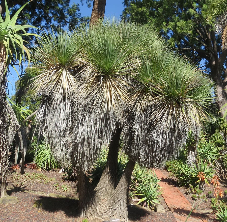 Beaucarnea o pata de elefante: cultivo y cuidados