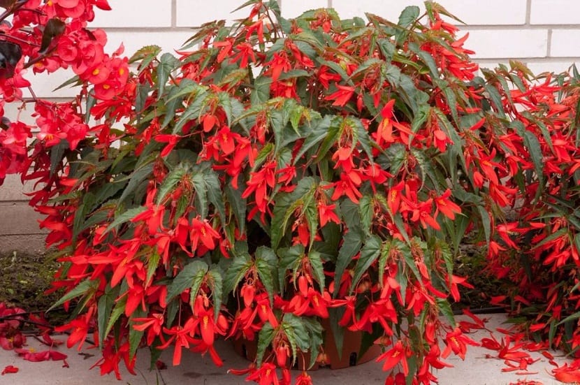 Begonia boliviensis: cuidados y cómo guardar el tubérculo