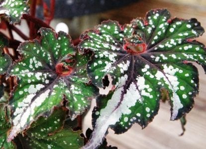 Begonia rex en maceta con hojas de color púrpura y plateado
