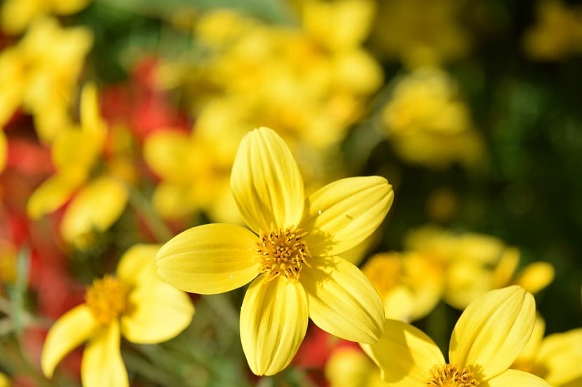 Bidens ferulifolia: cultivo, riego, poda y clorosis