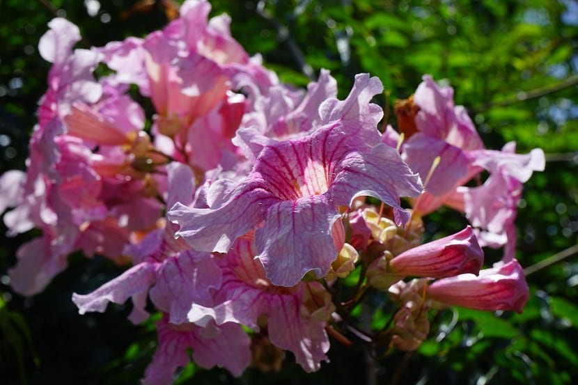 Bignonia rosa o Podranea ricasoliana en flor sobre una pérgola